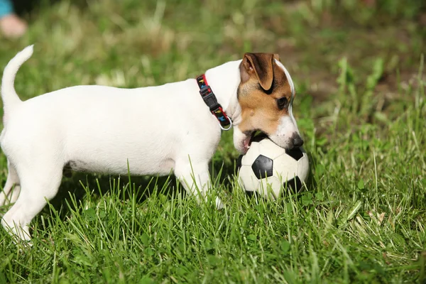 Active puppy of jack russell terrier playing — Stockfoto