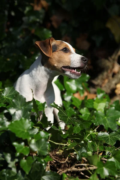 华丽的杰克罗素梗犬坐在花园里 — 图库照片