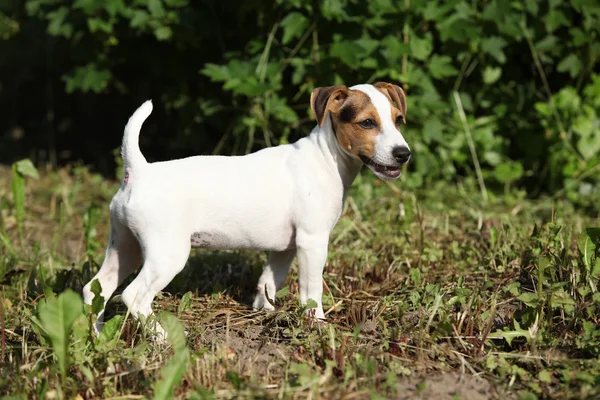 Úžasné, jack russell teriér štěně v zahradě — Stock fotografie