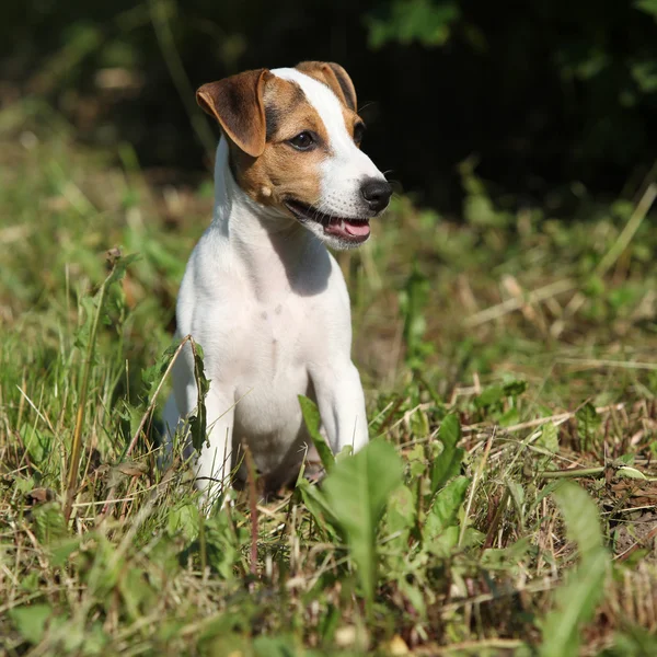 Prachtige jack russell Terriër zitten in de tuin — Stockfoto