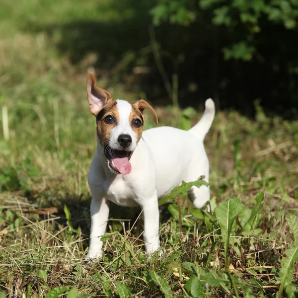 Niesamowite jack russell Terier szczeniak w ogrodzie — Zdjęcie stockowe