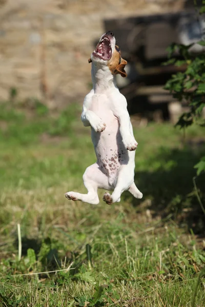 Verrückter Welpe von Jack Russell Terrier springt — Stockfoto