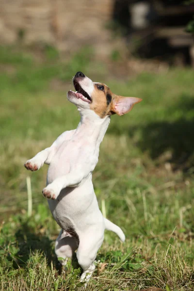 Loco cachorro de jack russell terrier saltar —  Fotos de Stock