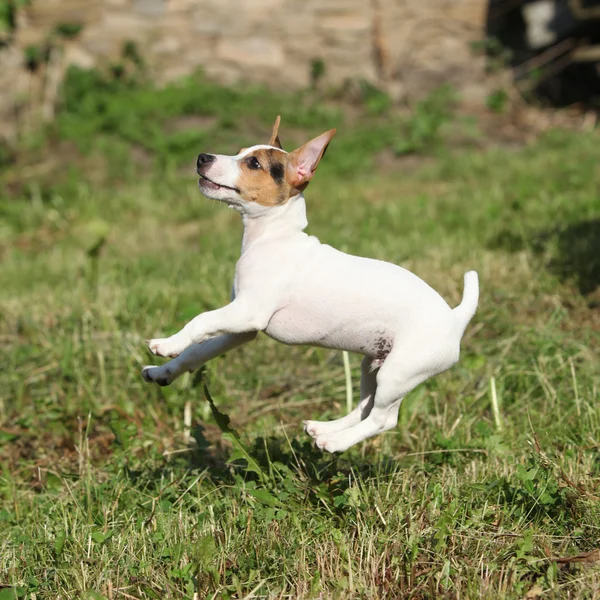 Gek puppy van jack russell Terriër springen — Stockfoto