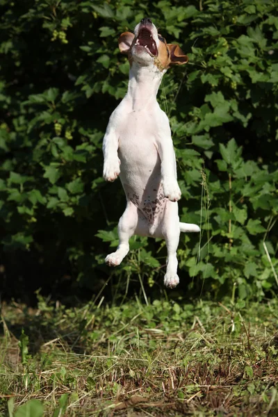 Chiot fou de Jack Russell Terrier saut — Photo