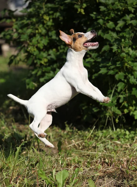 Bláznivé štěně jack russell teriér skákání — Stock fotografie