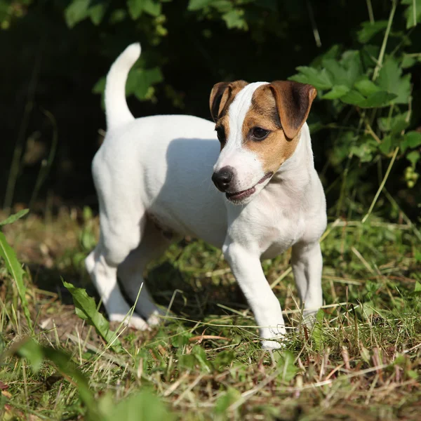 Удивительный Джек Рассел терьер щенок в саду — стоковое фото