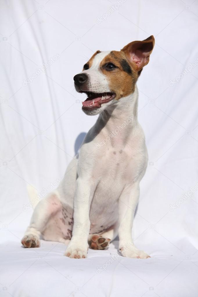 Gorgeous jack russell terrier sitting