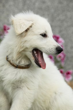 Beyaz swiss çoban köpeğinin güzel köpek yavrusu 