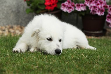 Beyaz swiss çoban köpeğinin yalan güzel köpek yavrusu