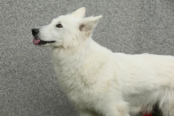 Increíble perro pastor suizo blanco —  Fotos de Stock