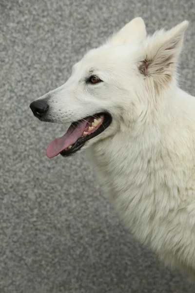 Cão pastor suíço branco incrível — Fotografia de Stock