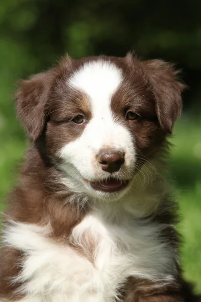 Retrato de cachorro pastor australiano incrível — Fotografia de Stock