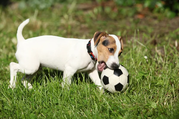 Aktivní štěně jack russell teriér hraje — Stock fotografie