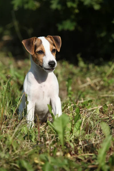 Wunderschöner Jack Russell Terrier sitzt im Garten — Stockfoto