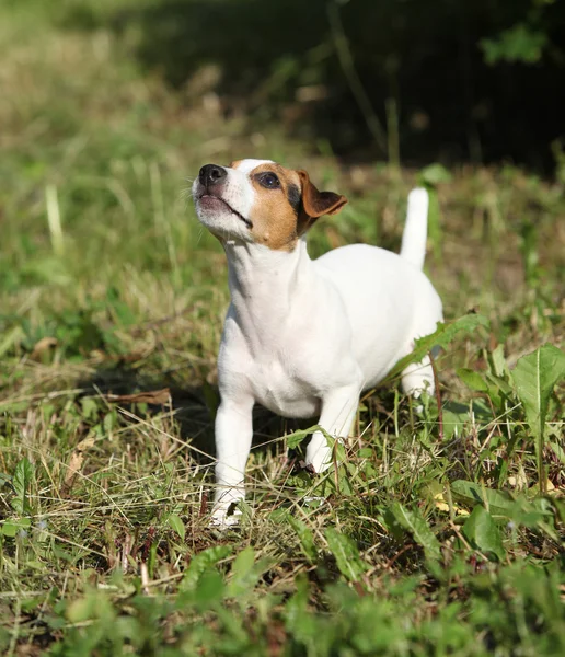 Active puppy of jack russell terrier playing — Stockfoto