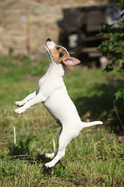 Pazzo cucciolo di jack russell terrier salto — Foto Stock