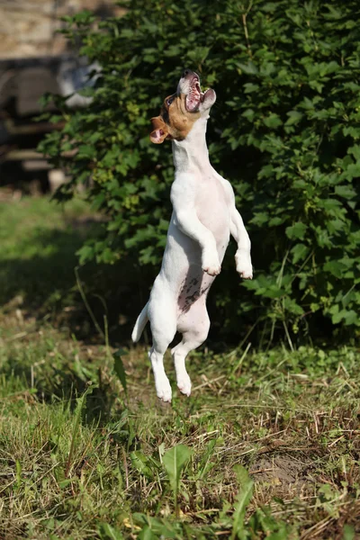 Szalone szczeniak z jack russell terrier skoki — Zdjęcie stockowe