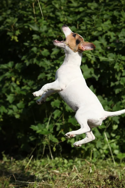 Bláznivé štěně jack russell teriér skákání — Stock fotografie