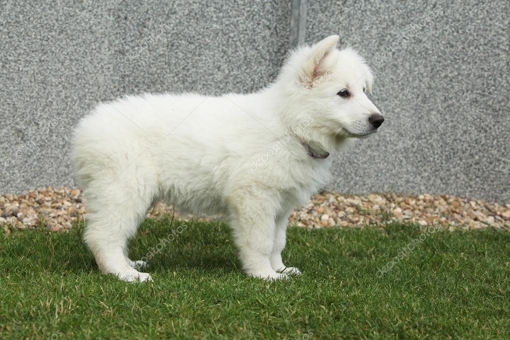 Magnifique Chiot De Standing De Chien De Berger Blanc Suisse