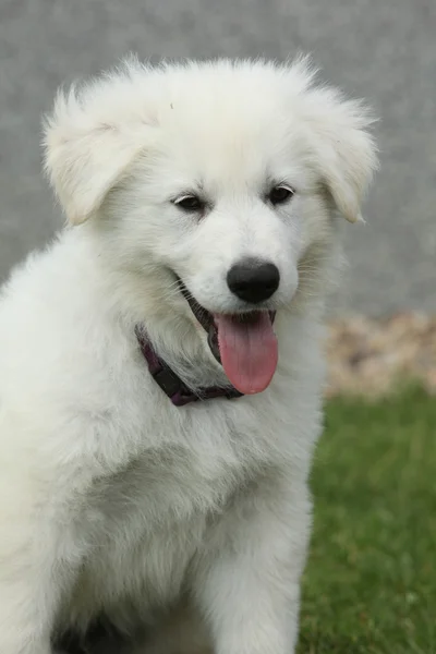 Bonito filhote de cachorro branco Swiss Shepherd Dog — Fotografia de Stock