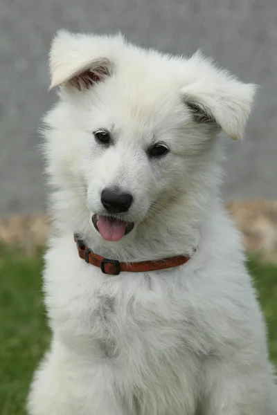 Schöner Welpe des weißen Schweizer Schäferhundes — Stockfoto