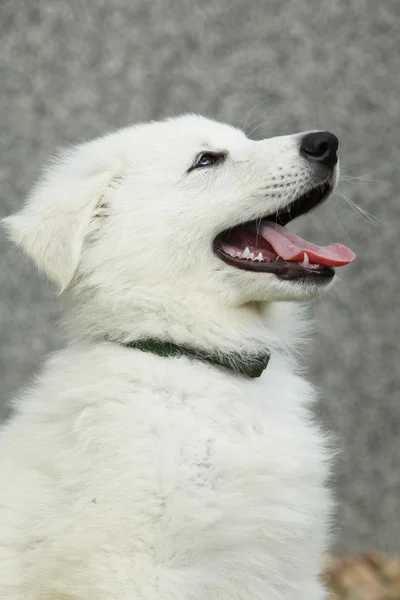 Hermoso cachorro de perro pastor suizo blanco —  Fotos de Stock