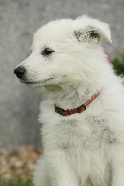 Bellissimo cucciolo di cane da pastore svizzero bianco — Foto Stock