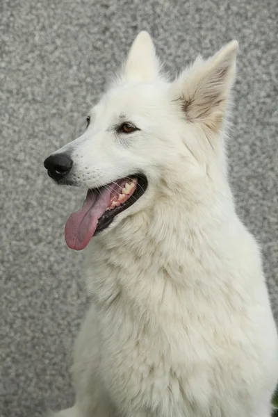 Increíble perro pastor suizo blanco — Foto de Stock