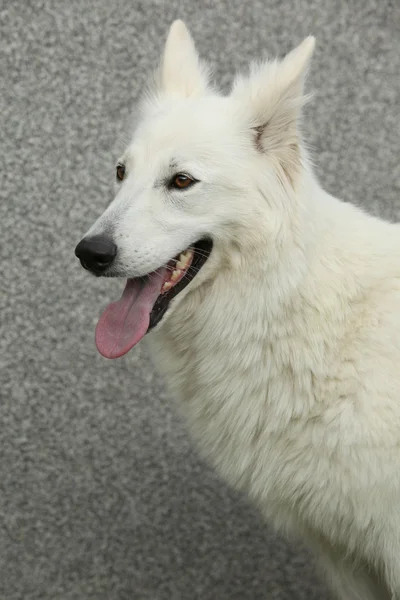 สุนัขต้อนสวิสสีขาวที่น่าตื่นตาตื่นใจ — ภาพถ่ายสต็อก