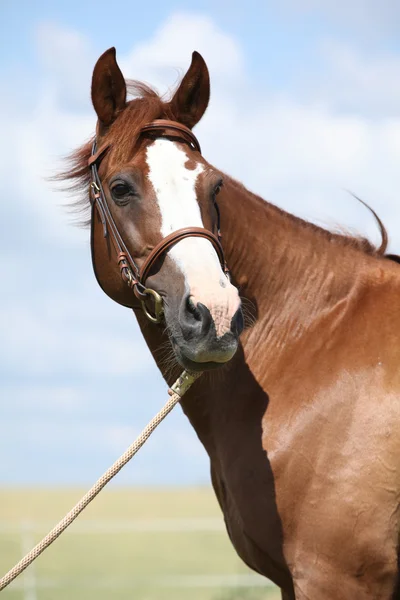 Όμορφη καστανιάς warmblood στέκεται στο πράσινο πεδίο — Φωτογραφία Αρχείου