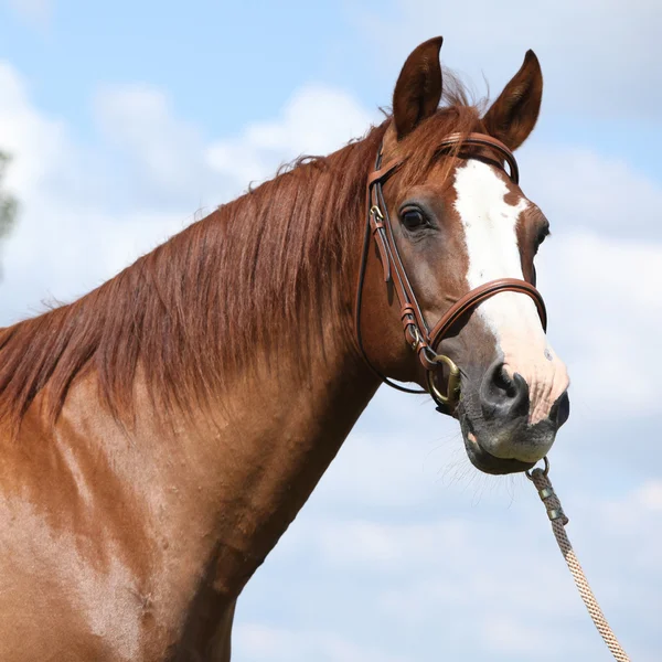 Piękny koń gorącokrwisty kasztan stojący na zielonej łące — Zdjęcie stockowe