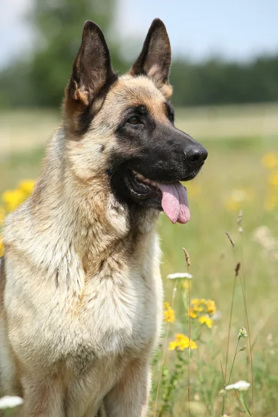 Çiçekli alanında oturmuş güzel Alman çoban köpeği — Stok fotoğraf