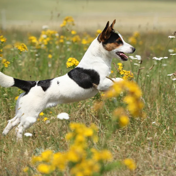 Niesamowite jack russell Terier, bieganie i skakanie — Zdjęcie stockowe