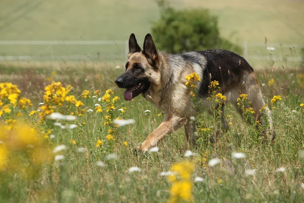 Schöner Schäferhund läuft — Stockfoto