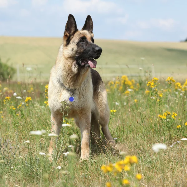 Fantastiska schäfern står på gröna fält — Stockfoto