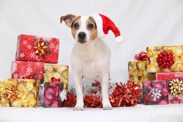 Jul jack russell terrier med gåvor — Stockfoto