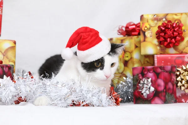Vánoční kočka — Stock fotografie