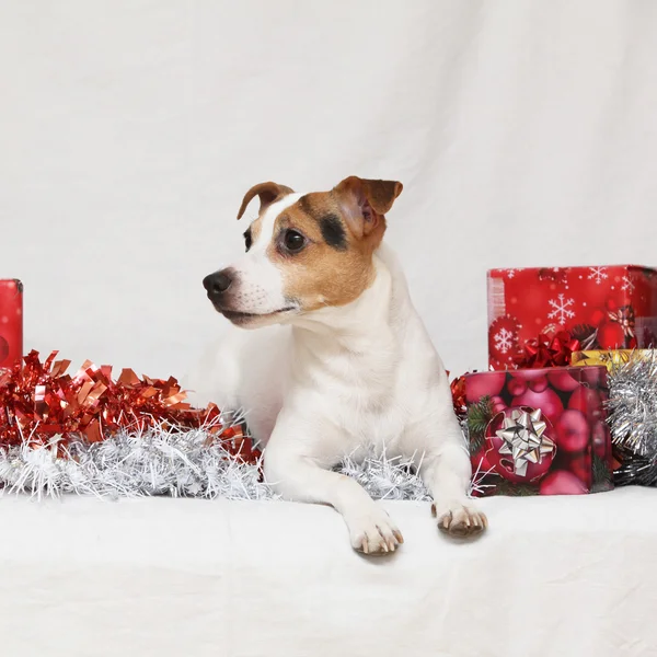 Vánoční jack russell teriér s dárky — Stock fotografie