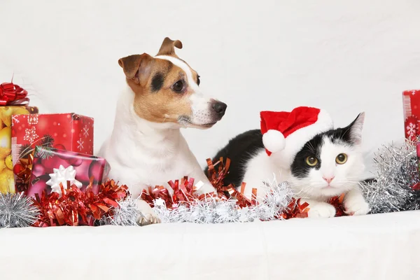 Navidad Jack Rusell terrier con un gato — Foto de Stock