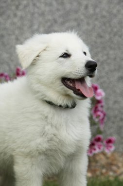 Beyaz swiss çoban köpeğinin güzel köpek yavrusu 