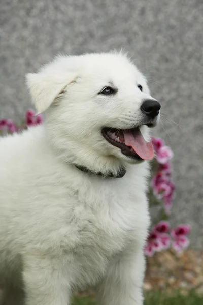 Beautiful puppy of White Swiss Shepherd Dog — Stock Photo, Image