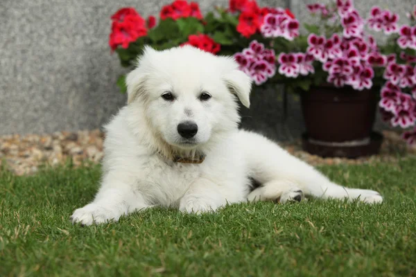 Hermoso cachorro de perro pastor suizo blanco —  Fotos de Stock