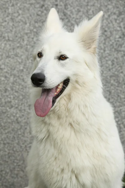 Increíble perro pastor suizo blanco —  Fotos de Stock