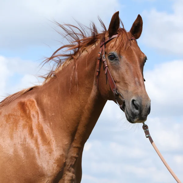 Nice Budyonny horse standing on meadow — Stock Photo, Image