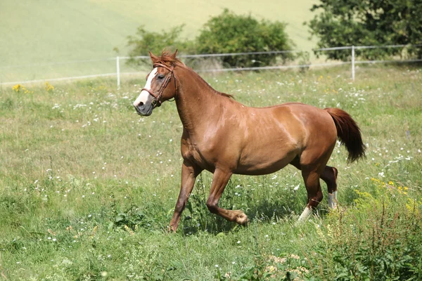 Mooi kastanje paard uitgevoerd op weide — Stockfoto