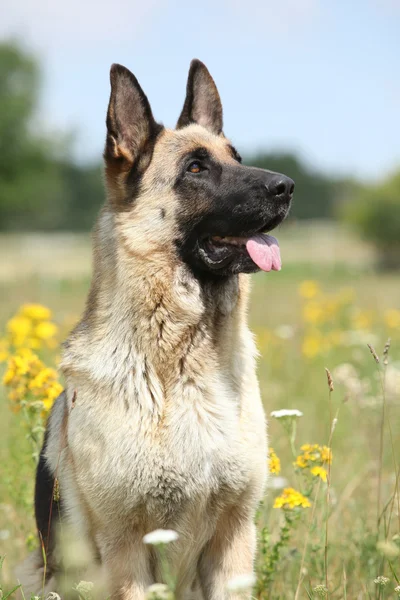 開花フィールドに座って美しいジャーマン ・ シェパード犬 — ストック写真