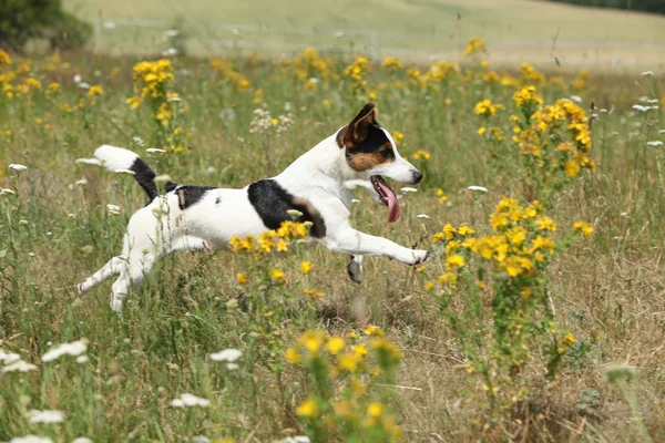 Erstaunliche Jack Russell Terrier läuft und springt — Stockfoto