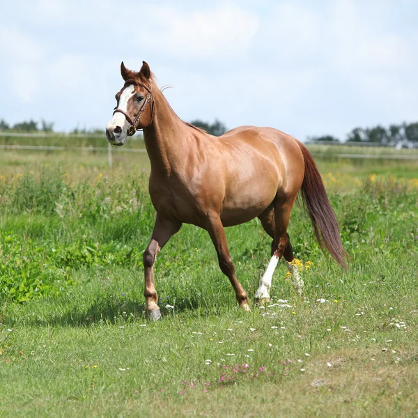 Bel cavallo di castagne che corre sul prato — Foto Stock
