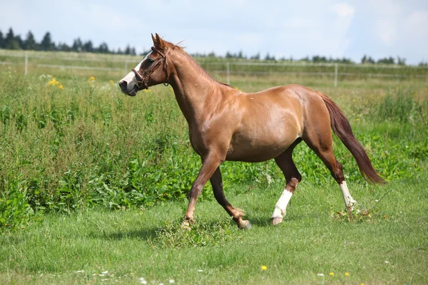 Mooi kastanje paard uitgevoerd op weide — Stockfoto